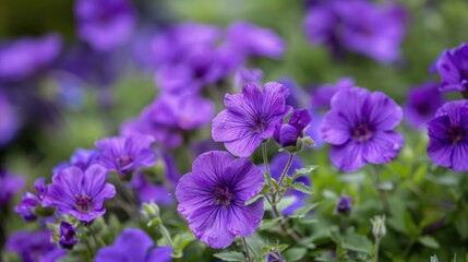 Purple flowers in the garden are shown in a close up shot