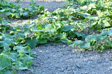 Cucumber bushes in the garden bloom with white flowers.