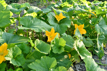 Pumpkin bushes in the garden bloom with yellow flowers.