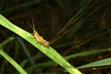 A grasshopper perched on a blade of grass with its head down, stalking food. High quality photo