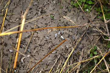 Ants with wings crawl on the surface of an anthill.