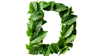 Letter D Made with Leaves, PNG File, Transparent Background, Isolated on White