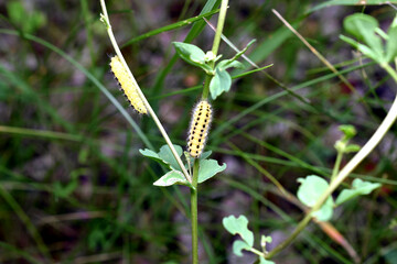 A yellow butterfly with black stripes on its back, it is the caterpillar of the Spotted butterfly or Zygaenidae.