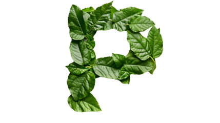 Letter P Made with Leaves, PNG File, Transparent Background, Isolated on White