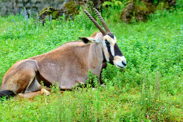 A cape oryx with horns is laying down in a grassy field.