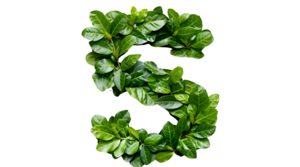 Letter S Made with Leaves, PNG File, Transparent Background, Isolated on White