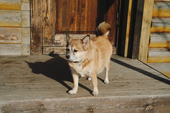 a small dog on the porch of a wooden house in clear, sunny weather
