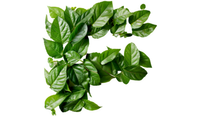 Letter F Made with Leaves, PNG File, Transparent Background, Isolated on White