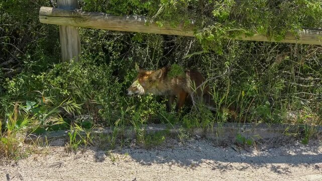 close-up of a wild Iberian Red Fox (Zorro, Vulpes Vulpes Silacea) eating, under shade of bushes