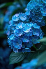 Vibrant hues of hydrangea blooms in the garden
