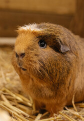 portrait of a guinea pig 