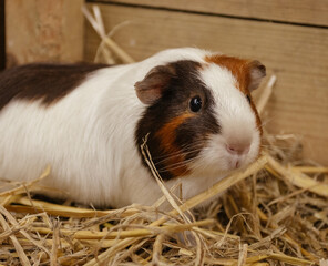 close up portrait of a guinea pig 
