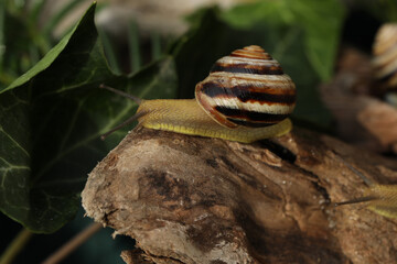 Small Garden banded snail in the rainy forest. Natural background 