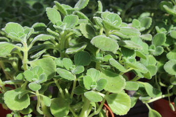 Mentha Requienii. Corsican mint. Spices in the garden.