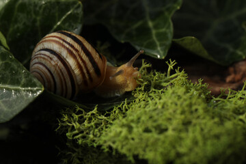 Small Garden banded snail in the rainy forest. Natural background 