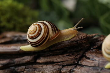 Small Garden banded snail in the rainy forest. Natural background 
