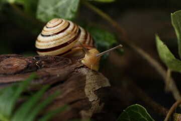 Small Garden banded snail in the rainy forest. Natural background 