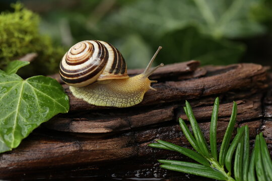 Small Garden banded snail in the rainy forest. Natural background 