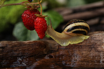 Garden banded snail in the summer garden with strawberries. Natural background 