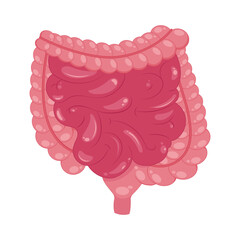 Large and small intestines vector illustration graphic icon