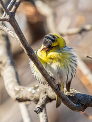 Eurasian siskin male, latin name spinus spinus, sitting on branch of tree. Cute little yellow songbird.