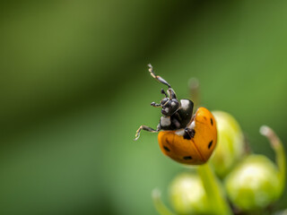 Ladybird on garden plant