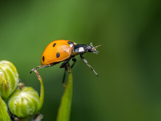 Closeup of Ladybird moving around garden plant