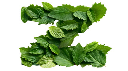 Letter Z Made with Leaves, PNG File, Transparent Background, Isolated on White