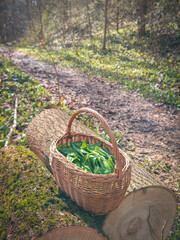 Selective focus on wicker basket full of freshly picked natural Wild garlic, Allium ursinum green leaves. Basket in growing wild garlic in nature in spring forest.