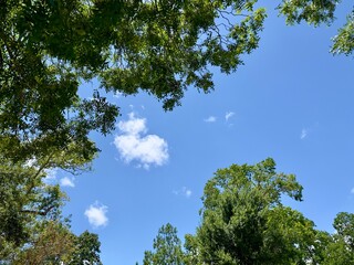 A view of the tree canopy reveals lush green leaves against a clear blue sky, creating a serene and picturesque scene that embodies the tranquility and beauty of nature.