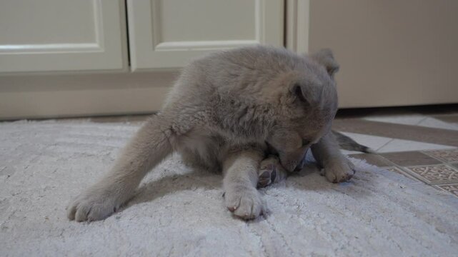 puppy bites fleas, a dog bites its paw, a puppy scratches from fleas
