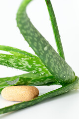Aloe vera with pebble stone on white background, background for design and decoration