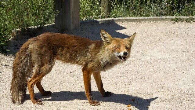 close-up of a wild Iberian Red Fox (Zorro, Vulpes Vulpes Silacea)