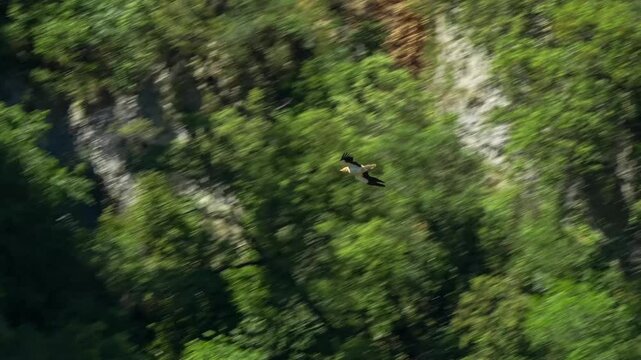 an Egyptian Vulture (Neophron percnopterus, Alimoche Comun) in flight over a rock gorge