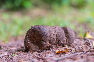 organic natural  horse poop waste dropping isolated on a meadow path