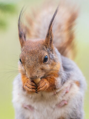 The squirrel with nut sits on a branches in the spring or summer.
