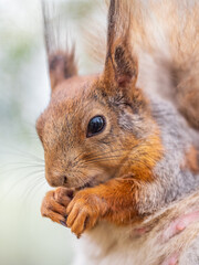 The squirrel with nut sits on a branches in the spring or summer.