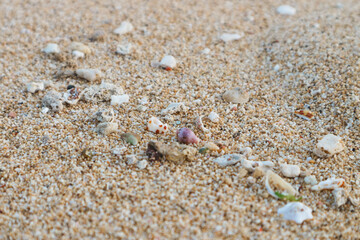 Sea shells and coral fragments selectively focused on beach sand with copy space.
