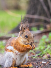 Squirrel eats a nut while sitting in green grass. Eurasian red squirrel, Sciurus vulgaris