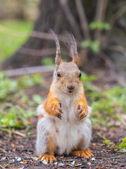 Squirrel eats a nut while sitting in green grass. Eurasian red squirrel, Sciurus vulgaris