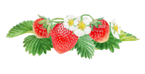 Red strawberry with white flowers bush handdrawn watercolor illustration. Food art, fresh botanical realistic painting. Summer sweet berry clipart for restaurant, cafe menu, farm goods, vegan products