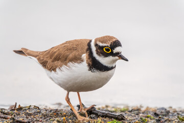 Little ringed plover (Charadrius dubius), bird standing on the lake shore