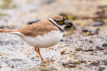 Little ringed plover (Charadrius dubius), bird standing on the lake shore