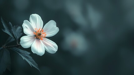 Delicate White Flower Blooming in Serene Moody Atmosphere