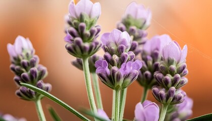 Obraz premium close up of a flower