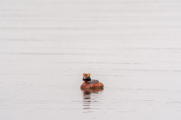 Horned grebe swimming in the lake