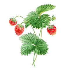 Red strawberry bush hand drawn watercolor illustration. Delicious food art, fresh botanical realistic painting. Summer sweet berry clipart for restaurant, cafe menu, farm goods, vegan products