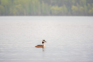 The waterfowl bird Great Crested Grebe swimming in the calm lake