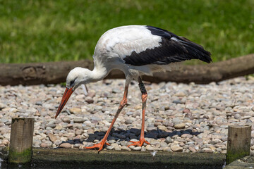 Stork bird looking for food at London Wetlands