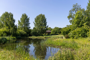 Summer day view at London wetlands overlooking pond and lush trees